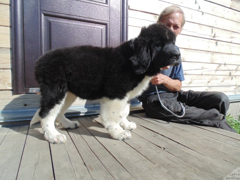 Фото: ньюфаундленд Elovaya Lapa ot Karel'skih Medvedey (Еловая Лапа от Карельских Медведей)