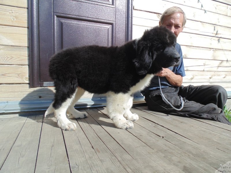 Фото: ньюфаундленд Elovaya Lapa ot Karel'skih Medvedey (Еловая Лапа от Карельских Медведей)