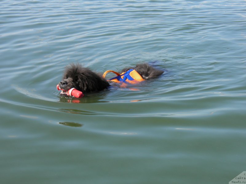 Фото: ньюфаундленд Dyurbahler Klab Al'faretta Vin'etta (Дюрбахлер Клаб Альфаретта Виньетта)