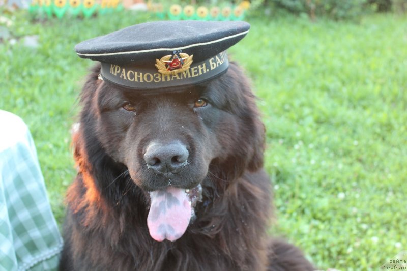 Фото: ньюфаундленд Kozyrniy Tuz s Berega Dona (Козырный Туз с Берега Дона)