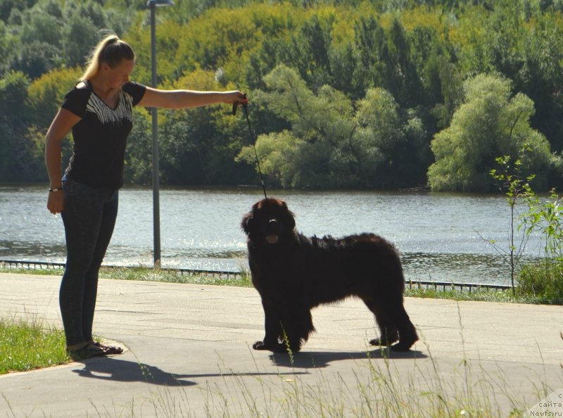 Фото: ньюфаундленд May Frend Newfy Lavender Palm (Май Френд Ньюфи Лавендэ Палм)