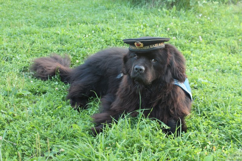 Фото: ньюфаундленд Kozyrniy Tuz s Berega Dona (Козырный Туз с Берега Дона)