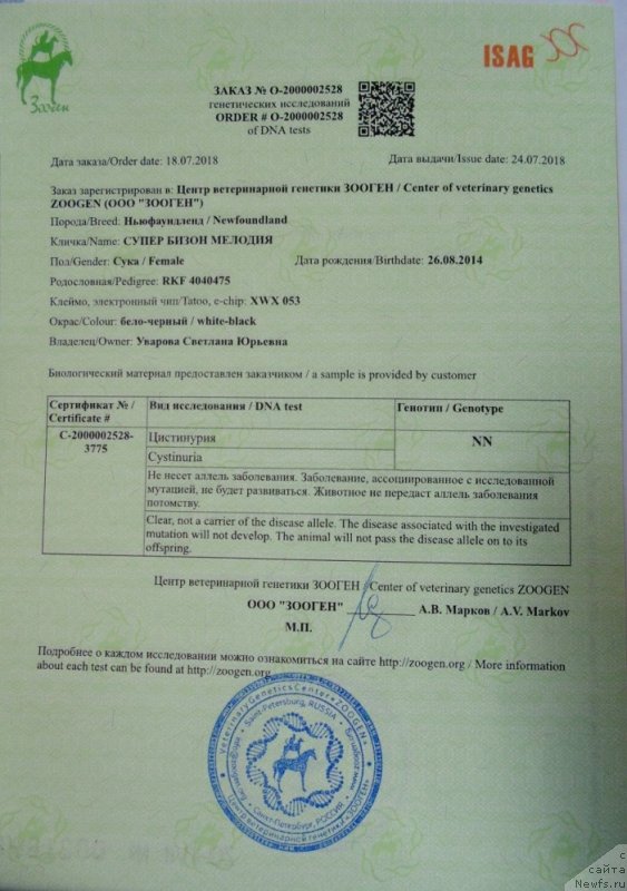 Фото: ньюфаундленд Super Bizon Melodiya (Супер Бизон Мелодия)