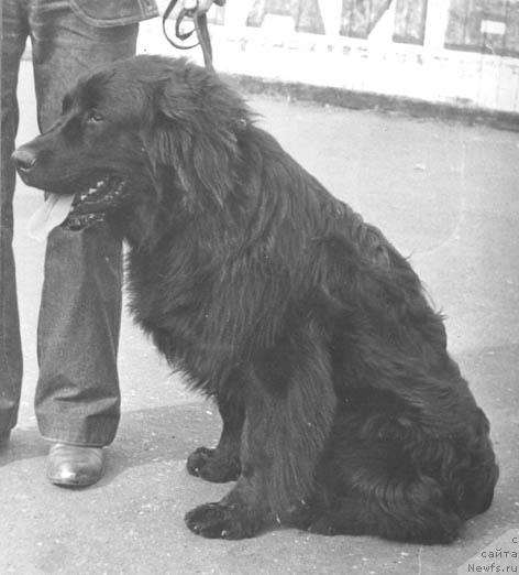 Фото: ньюфаундленд YUdji Gaspar (Юджи Гаспар)