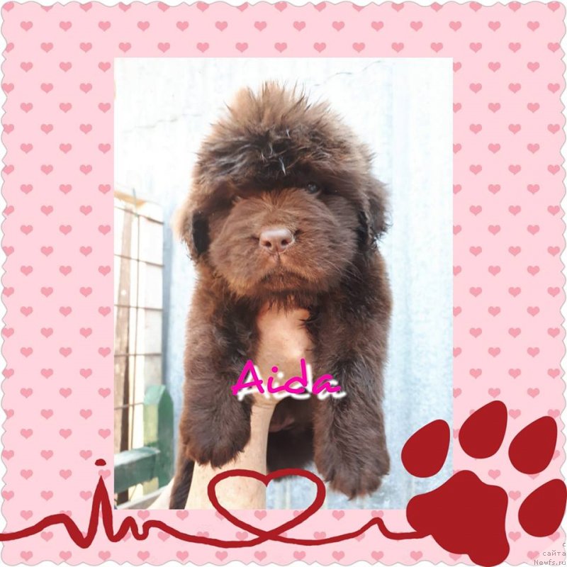 Фото: ньюфаундленд Brownblood MSK Avanti Darling Kid (Браунблад МСК Аванти Дарлинг Кид)