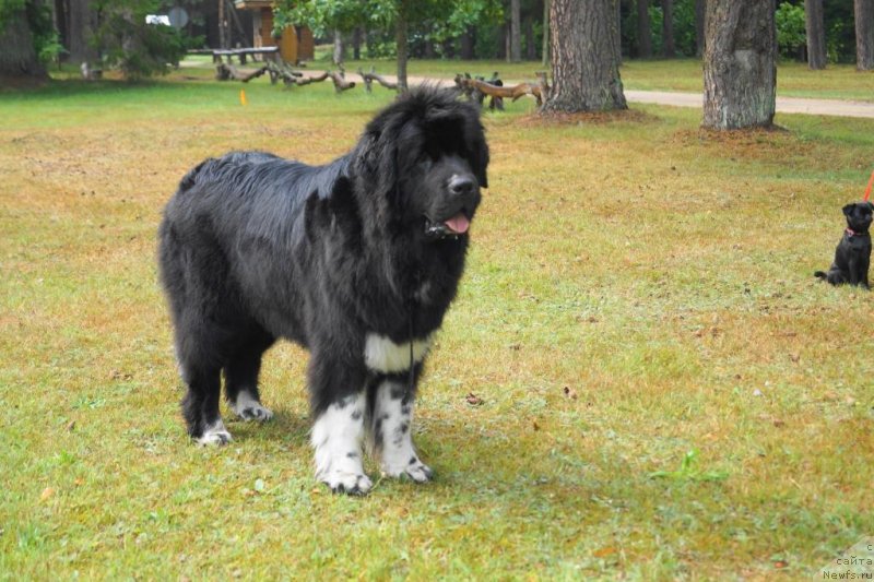 Фото: ньюфаундленд Fabian de Lange Super Mishka