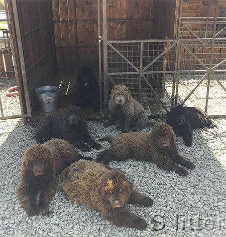 Фото: ньюфаундленд Svompi s Berega Dona (Свомпи с Берега Дона), ньюфаундленд Smayli s Berega Dona (Смайли с Берега Дона), ньюфаундленд Smolly s Berega Dona (Смолли с Берега Дона), ньюфаундленд Seysha s Berega Dona (Сейша с Берега Дона), ньюфаундленд Selli s Berega Dona (Селли с Берега Дона), ньюфаундленд Selesta s Berega Dona (Селеста с Берега Дона), ньюфаундленд Selena s Berega Dona (Селена с Берега Дона)