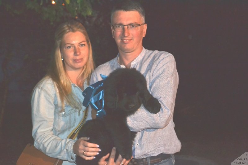 Фото: ньюфаундленд Baffi (Баффи)