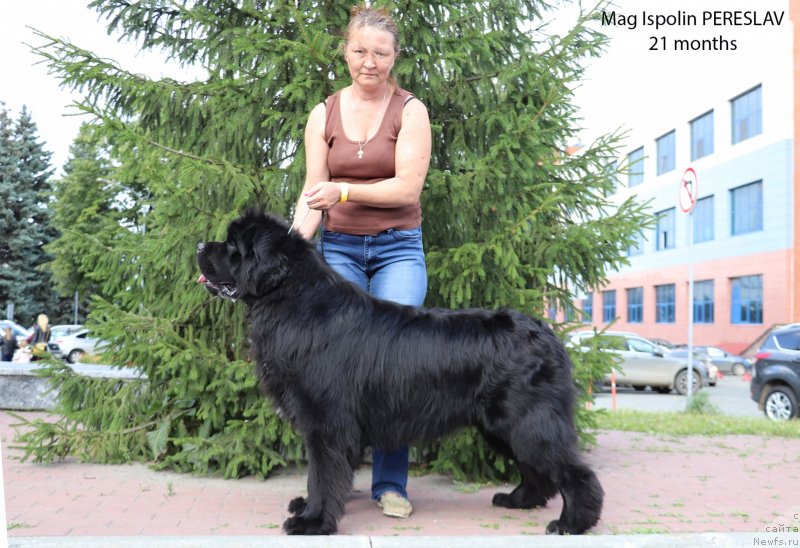 Фото: ньюфаундленд Mag Ispolin Pereslav (Маг Исполин Переслав)