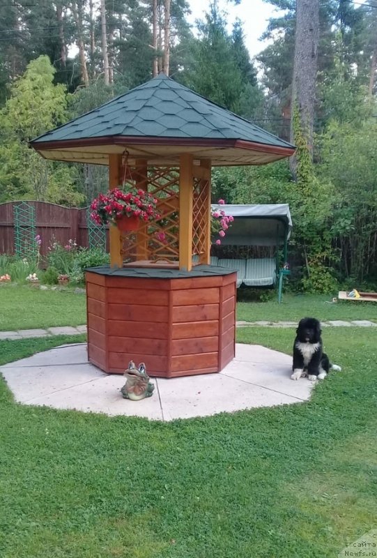 Фото: ньюфаундленд Ejevika ot Karel'skih Medvedey (Ежевика от Карельских Медведей)