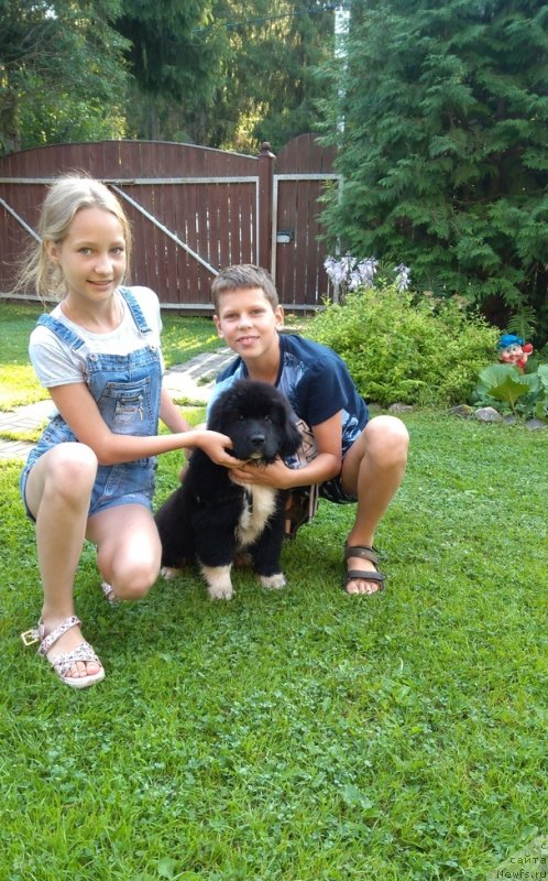 Фото: ньюфаундленд Ejevika ot Karel'skih Medvedey (Ежевика от Карельских Медведей)