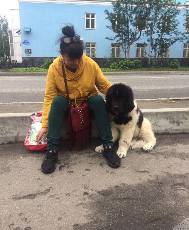 Фото: ньюфаундленд Desantnik ot Karel'skih Medvedey (Десантник от Карельских Медведей)