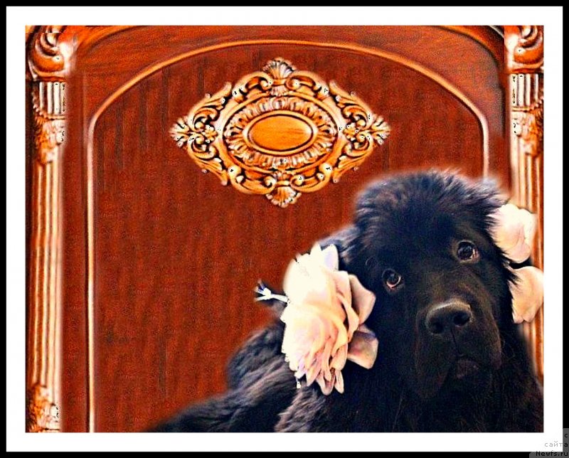 Фото: ньюфаундленд Mercedes Vialiki Miadzvedz (Мерседес Вялiкi Мядзведзь)