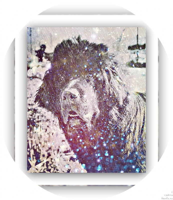 Фото: ньюфаундленд Mercedes Vialiki Miadzvedz (Мерседес Вялiкi Мядзведзь)