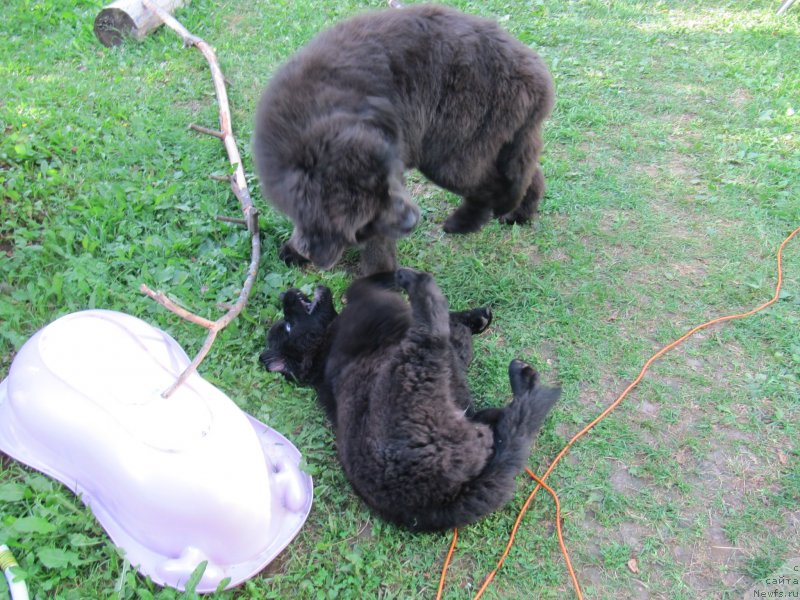 Фотография № 238085