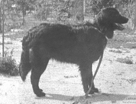 Фото: ньюфаундленд Eseniya Asmi (Есения Асми)