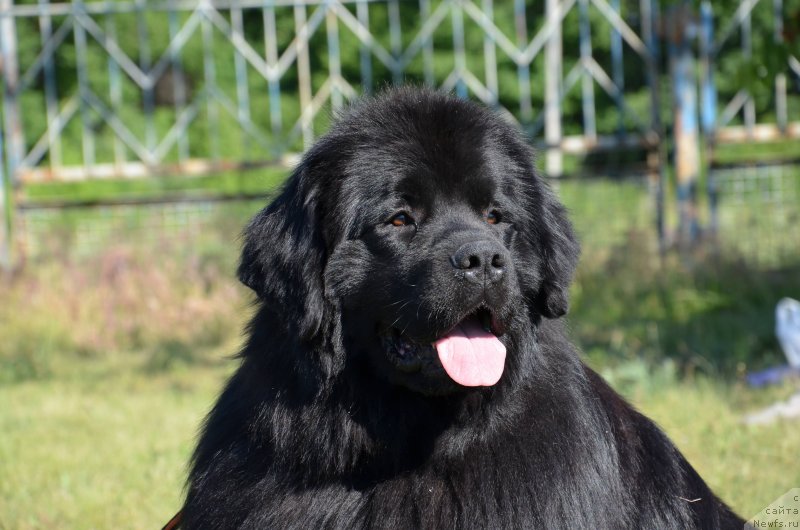 Фото: ньюфаундленд Velyke Malyatko Krok Nazustrich