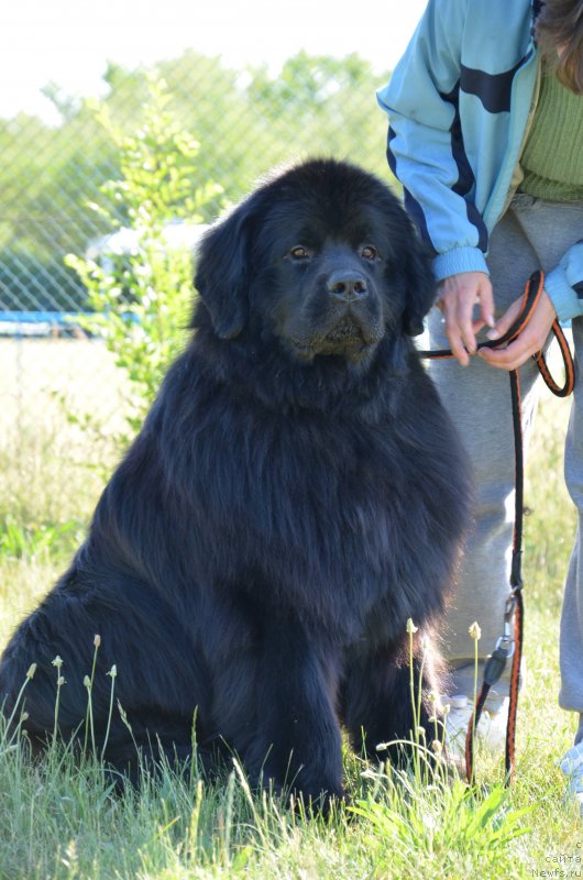 Фото: ньюфаундленд Velyke Malyatko Krok Nazustrich