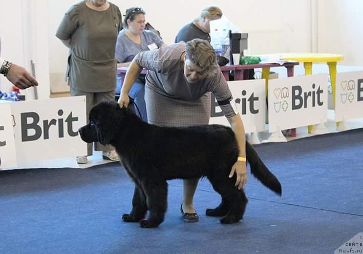 Фотография № 238111