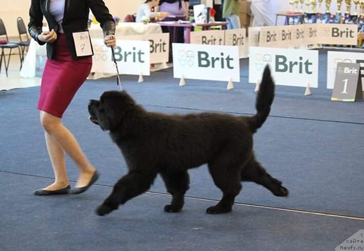 Фото: ньюфаундленд N'yufort Nefertiti (Ньюфорт Нефертити)