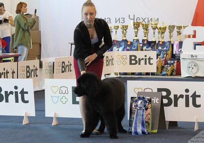 Фотография № 238114