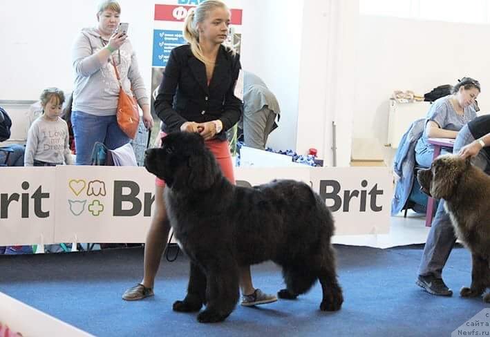 Фото: ньюфаундленд Barby iz Zamka Melvin (Барби из Замка Мелвин)