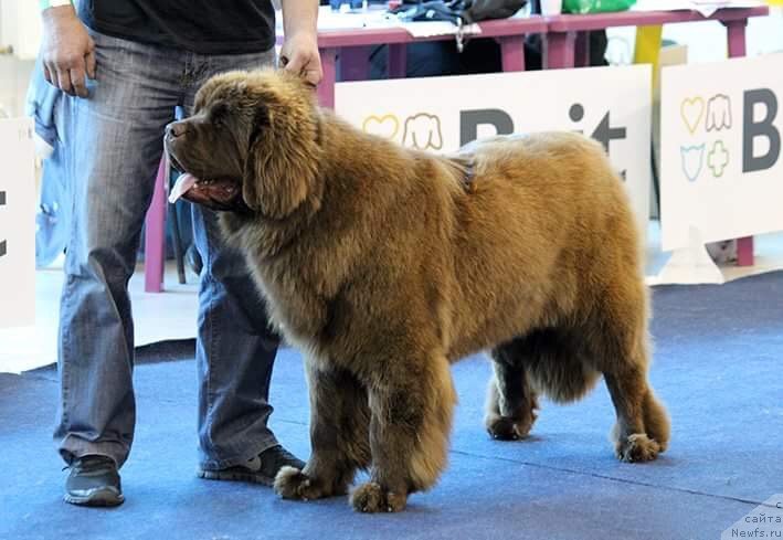 Фотография № 238117