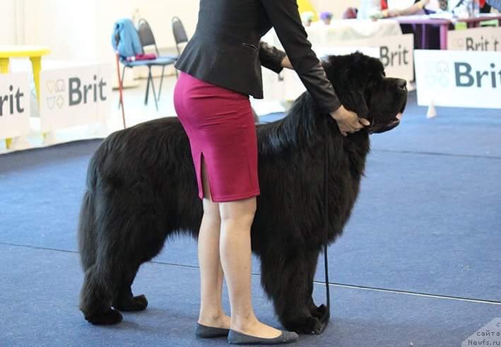 Фотография № 238122