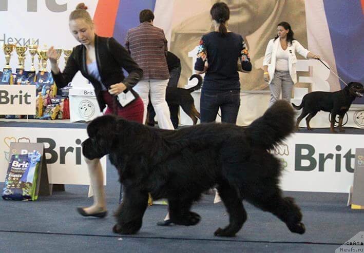 Фотография № 238123