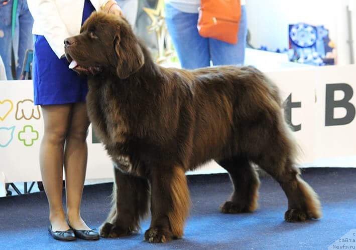 Фото: ньюфаундленд Plushevaya Panda Grand Neroli (Плюшевая Панда Гранд Нероли)