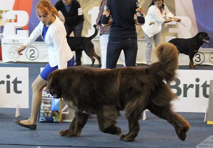 Фото: ньюфаундленд Plushevaya Panda Grand Neroli (Плюшевая Панда Гранд Нероли)