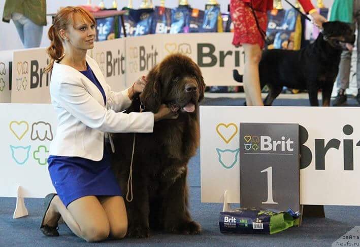 Фото: ньюфаундленд Plushevaya Panda Grand Neroli (Плюшевая Панда Гранд Нероли)