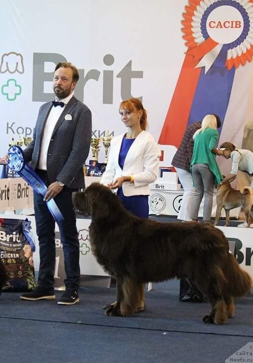 Фото: ньюфаундленд Plushevaya Panda Grand Neroli (Плюшевая Панда Гранд Нероли)