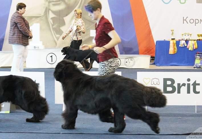 Фотография № 238133