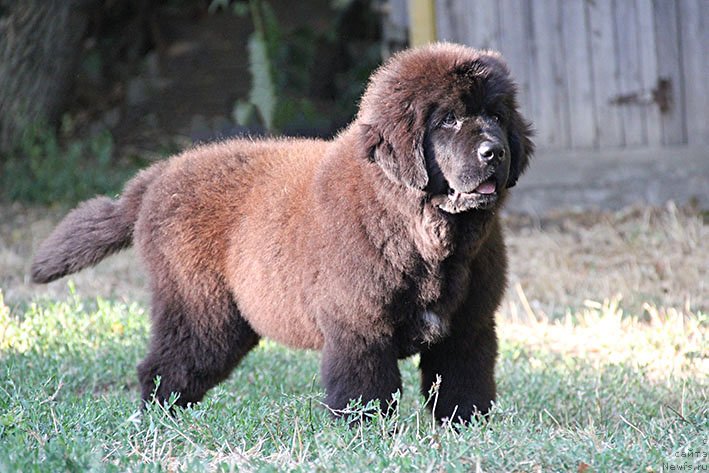 Фото: ньюфаундленд Ryessi s Berega Dona (Рэсси с Берега Дона)