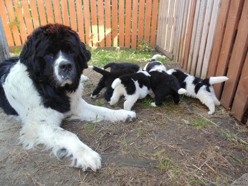 Фото: ньюфаундленд Baffi ot Karel'skih Medvedey (Баффи от Карельских Медведей)
