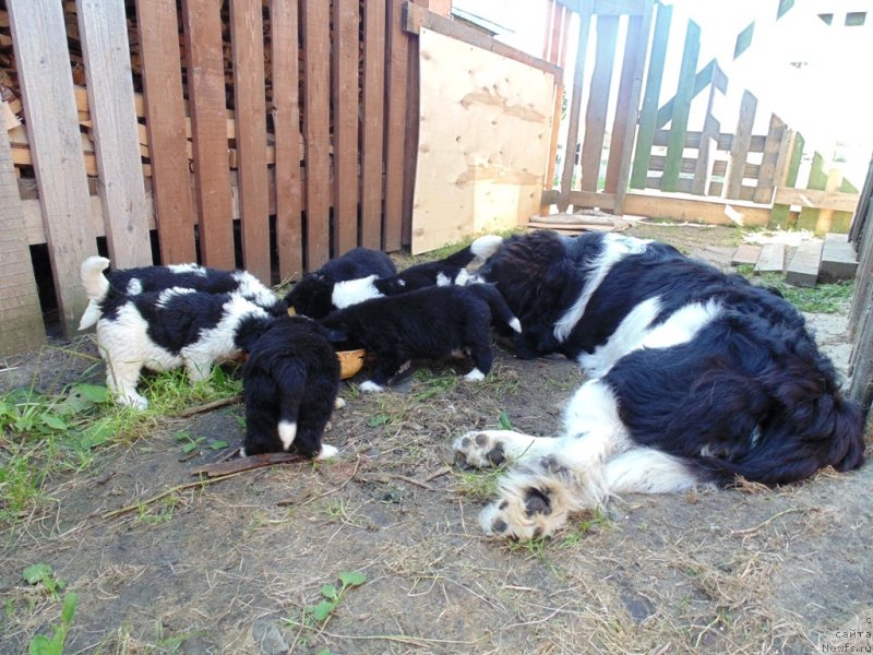Фото: ньюфаундленд Baffi ot Karel'skih Medvedey (Баффи от Карельских Медведей)