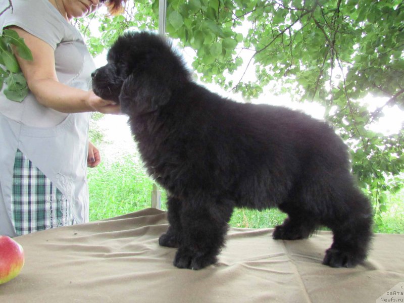 Фото: ньюфаундленд Shelest Sauri Bolshoj Malysh