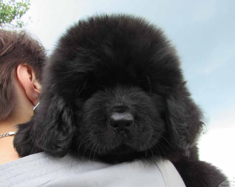 Фото: ньюфаундленд Kimiko Bolshoj Malysh