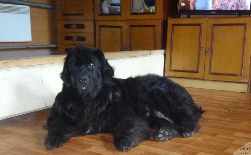 Фото: ньюфаундленд YEkselent B'yuti (Экселент Бьюти)