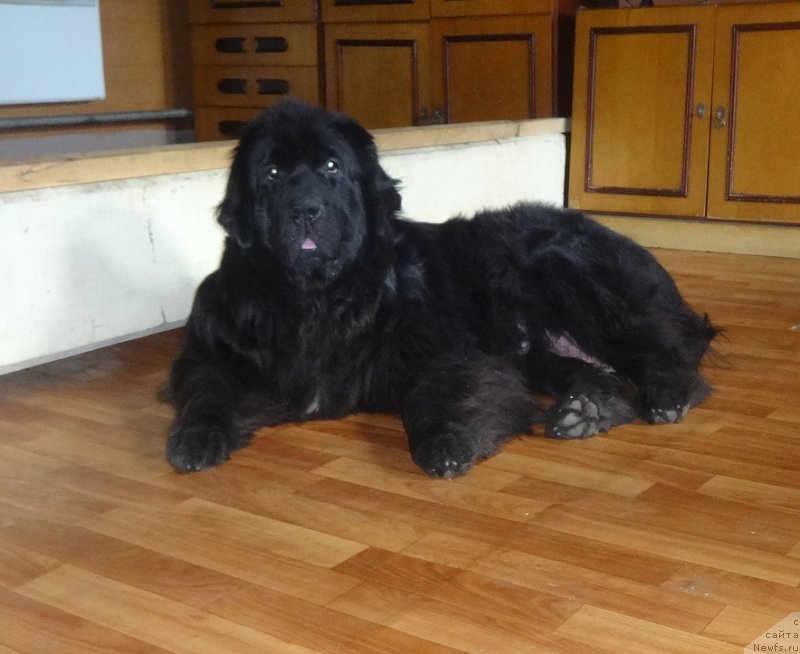 Фото: ньюфаундленд YEkselent B'yuti (Экселент Бьюти)