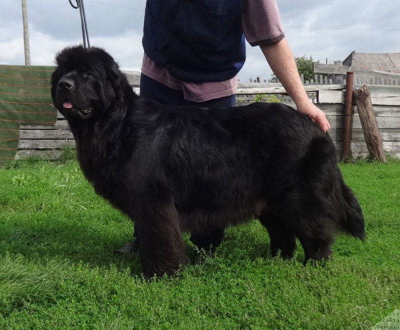 Фото: ньюфаундленд YEkselent B'yuti (Экселент Бьюти)