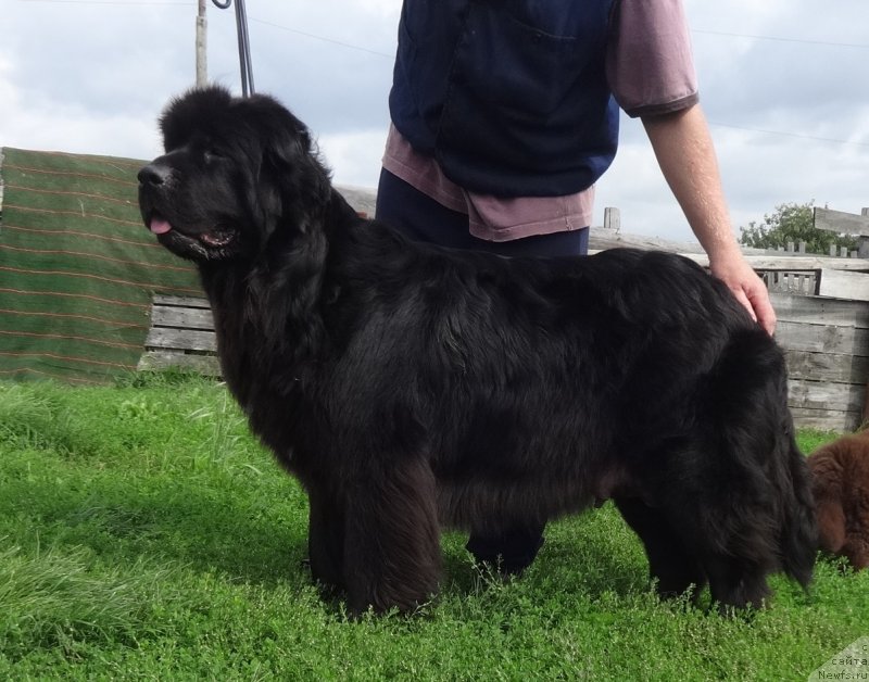 Фото: ньюфаундленд YEkselent B'yuti (Экселент Бьюти)