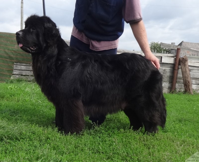 Фото: ньюфаундленд YEkselent B'yuti (Экселент Бьюти)