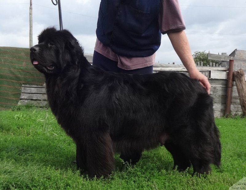 Фото: ньюфаундленд YEkselent B'yuti (Экселент Бьюти)