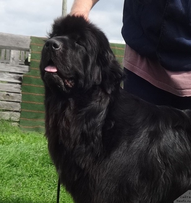 Фото: ньюфаундленд YEkselent B'yuti (Экселент Бьюти)