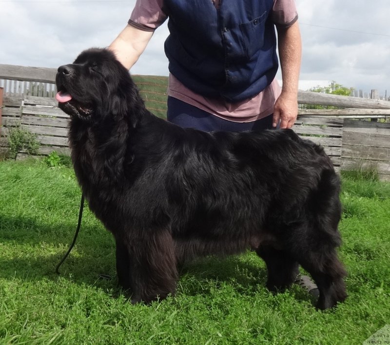 Фото: ньюфаундленд YEkselent B'yuti (Экселент Бьюти)