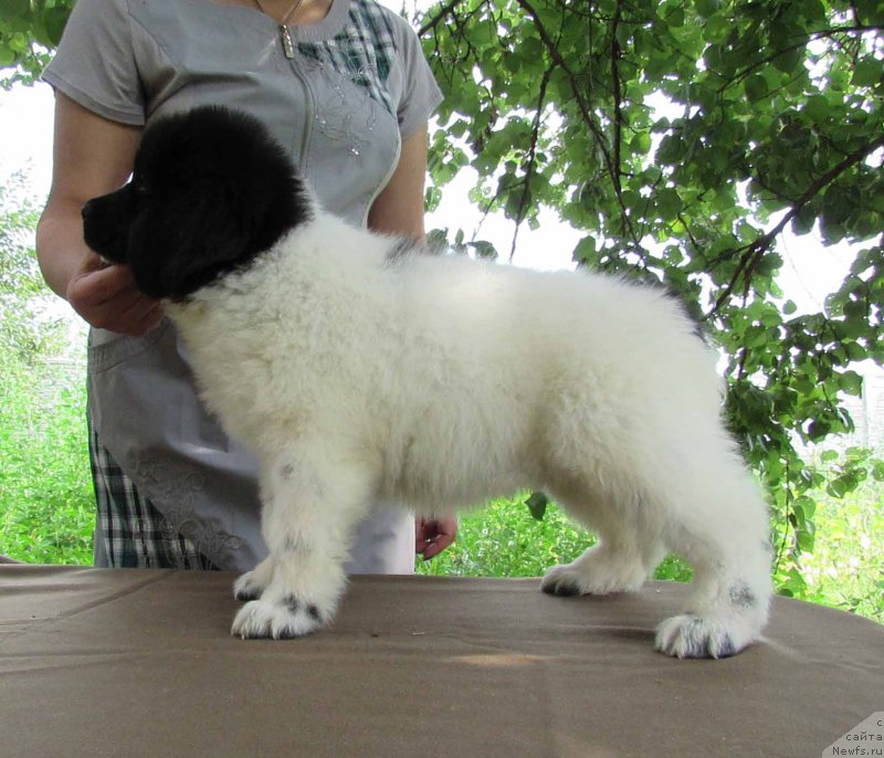 Фото: ньюфаундленд Miya Bolshoj Malysh