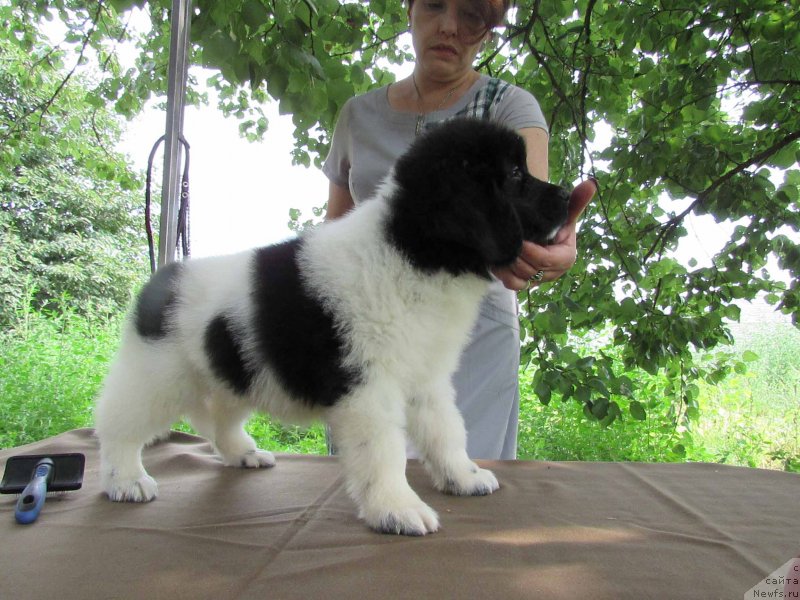 Фото: ньюфаундленд Miya Bolshoj Malysh