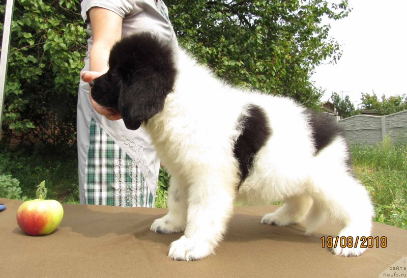 Фото: ньюфаундленд Misa Bolshoj Malysh